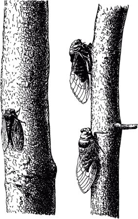 Жан-Анри Фабр - Жизнь насекомых. Рассказы энтомолога