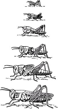 Жан-Анри Фабр - Жизнь насекомых. Рассказы энтомолога