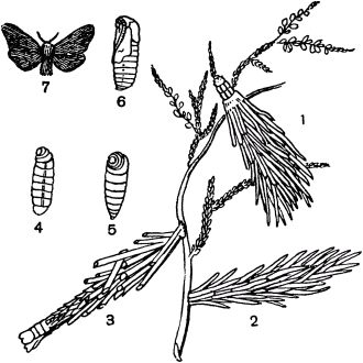 Жан-Анри Фабр - Жизнь насекомых. Рассказы энтомолога