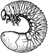 Жан-Анри Фабр - Жизнь насекомых. Рассказы энтомолога