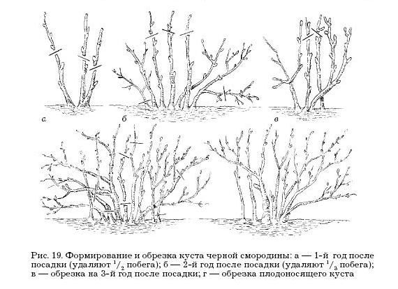 Оксана Петросян - Садовые деревья и кустарники