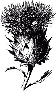 Жан-Анри Фабр - Жизнь насекомых. Рассказы энтомолога