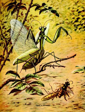 Жан-Анри Фабр - Жизнь насекомых. Рассказы энтомолога