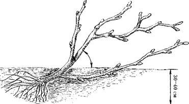 Оксана Петросян - Садовые деревья и кустарники