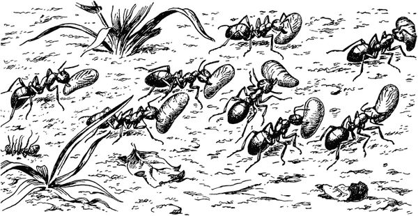 Жан-Анри Фабр - Жизнь насекомых. Рассказы энтомолога