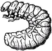 Жан-Анри Фабр - Жизнь насекомых. Рассказы энтомолога