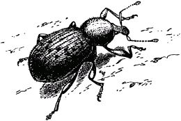 Жан-Анри Фабр - Жизнь насекомых. Рассказы энтомолога