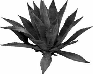 Сергей Гордеев - Тайные учения. Алхимия, гипноз и магия