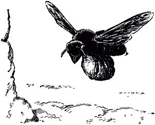 Жан-Анри Фабр - Жизнь насекомых. Рассказы энтомолога