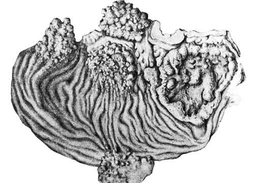 Коллектив авторов - Избранные лекции по факультетской хирургии: учебное пособие
