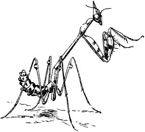 Жан-Анри Фабр - Жизнь насекомых. Рассказы энтомолога