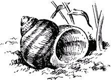 Жан-Анри Фабр - Жизнь насекомых. Рассказы энтомолога