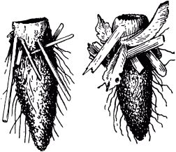 Жан-Анри Фабр - Жизнь насекомых. Рассказы энтомолога