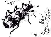 Жизнь насекомых. Рассказы энтомолога