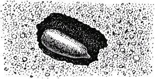 Жан-Анри Фабр - Жизнь насекомых. Рассказы энтомолога