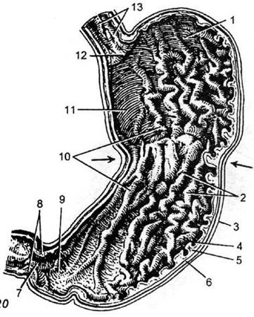 Коллектив авторов - Избранные лекции по факультетской хирургии: учебное пособие