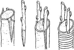 Оксана Петросян - Садовые деревья и кустарники