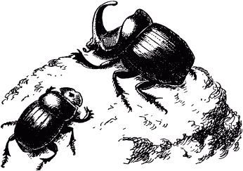 Жан-Анри Фабр - Жизнь насекомых. Рассказы энтомолога