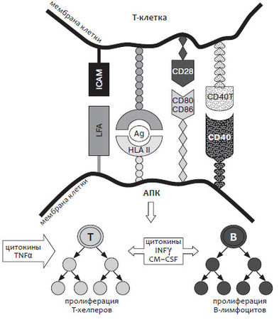 Эдуард Айламазян, Наталия Павлова - Изоиммунизация при беременности