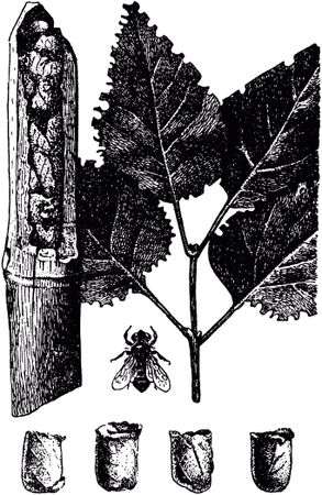 Жан-Анри Фабр - Жизнь насекомых. Рассказы энтомолога