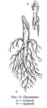 Оксана Петросян - Садовые деревья и кустарники