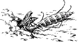 Жизнь насекомых. Рассказы энтомолога