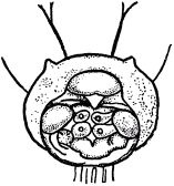 Жан-Анри Фабр - Жизнь насекомых. Рассказы энтомолога