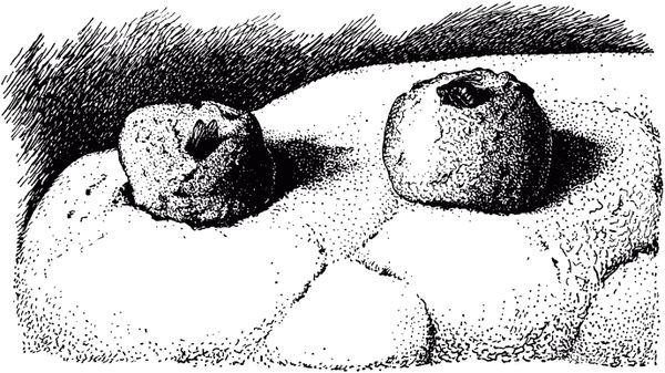 Жан-Анри Фабр - Жизнь насекомых. Рассказы энтомолога