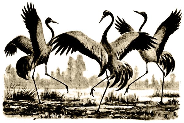 Владимир Дуров - Пернатые артисты