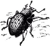 Жан-Анри Фабр - Жизнь насекомых. Рассказы энтомолога