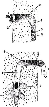 Жан-Анри Фабр - Жизнь насекомых. Рассказы энтомолога
