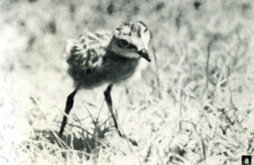 Роальд Потапов - Неведомый Памир