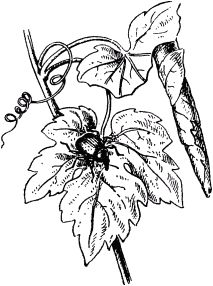 Жан-Анри Фабр - Жизнь насекомых. Рассказы энтомолога