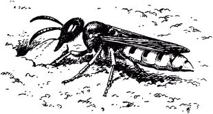 Жан-Анри Фабр - Жизнь насекомых. Рассказы энтомолога