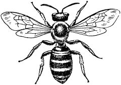 Жан-Анри Фабр - Жизнь насекомых. Рассказы энтомолога