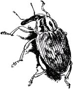 Жан-Анри Фабр - Жизнь насекомых. Рассказы энтомолога