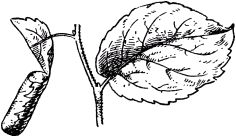 Жизнь насекомых. Рассказы энтомолога