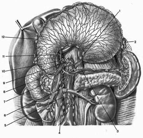 Коллектив авторов - Избранные лекции по факультетской хирургии: учебное пособие