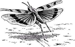 Жан-Анри Фабр - Жизнь насекомых. Рассказы энтомолога