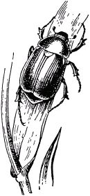 Жан-Анри Фабр - Жизнь насекомых. Рассказы энтомолога