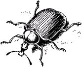 Жизнь насекомых. Рассказы энтомолога