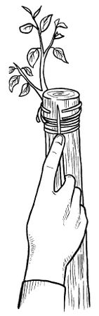 Галина Серикова - Прививка плодовых деревьев: распространенные ошибки и секреты...