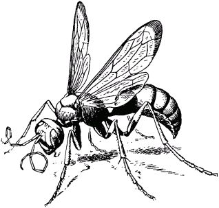 Жан-Анри Фабр - Жизнь насекомых. Рассказы энтомолога