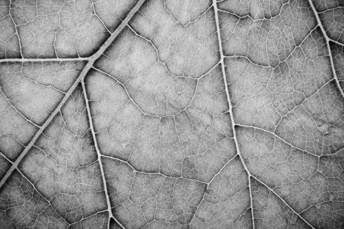 Ольга Зьомко, Дмитрий Сухаревский - Как заработать на фотографии в Интернете