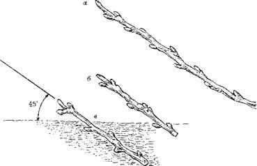 Оксана Петросян - Садовые деревья и кустарники