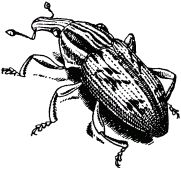 Жан-Анри Фабр - Жизнь насекомых. Рассказы энтомолога