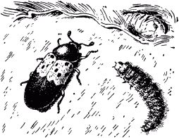 Жан-Анри Фабр - Жизнь насекомых. Рассказы энтомолога