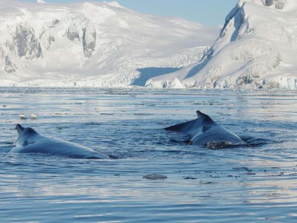 Владимир Ромашкин - Загадки исчезнувших цивилизаций. Часть I. Загадочная Антарктида