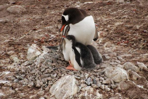 Владимир Ромашкин - Загадки исчезнувших цивилизаций. Часть I. Загадочная Антарктида