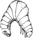 Жизнь насекомых. Рассказы энтомолога